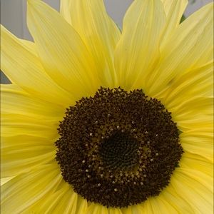 Meet your Posher, Kelley